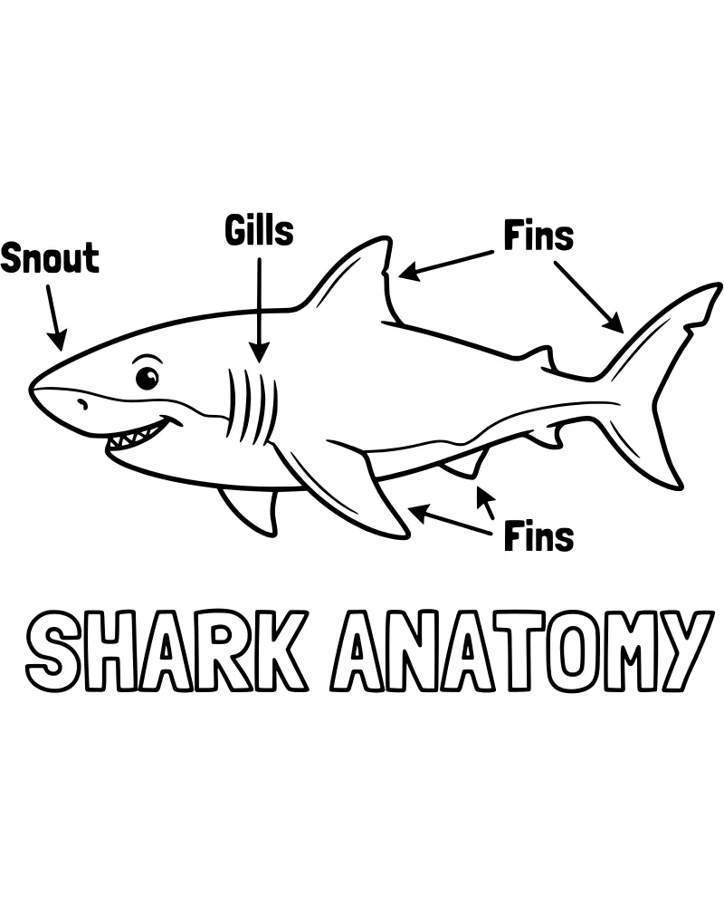 A cartoon shark diagram with labels for snout, eye, teeth, gills, fins, and tail.