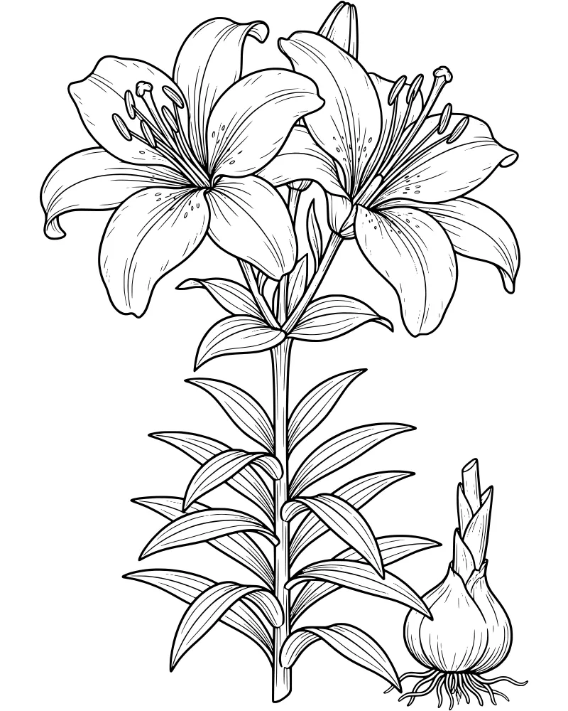 A detailed botanical illustration of a lily plant with two large blooms, a closed bud, green leaves, and a separate bulb with tangled roots.