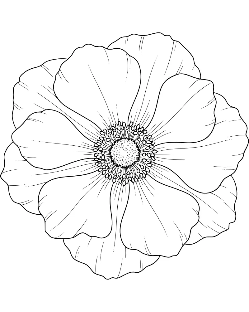 Top-down illustration of a detailed anemone flower showing petals, stamen, and pistil.