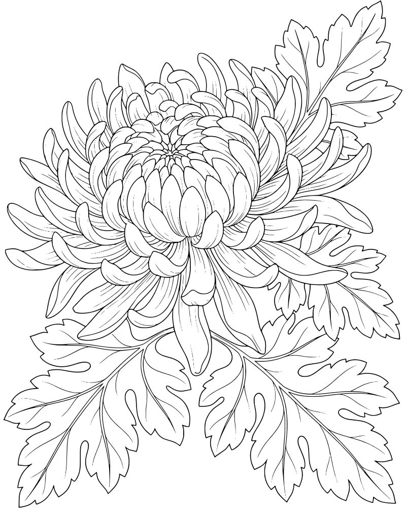 A detailed close-up of a chrysanthemum flower with layered petals and textured leaves.