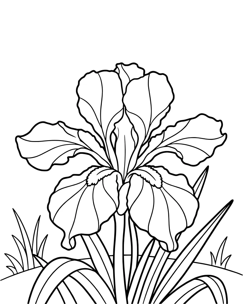 A single blooming iris flower with large petals, long leaves, and surrounding grass in a garden setting.