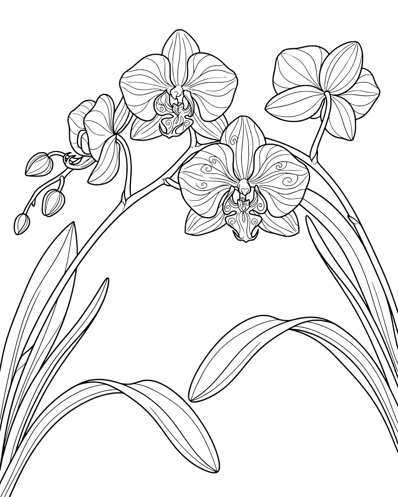 A detailed branch of orchids with open flowers, small buds, and long leaves for coloring.