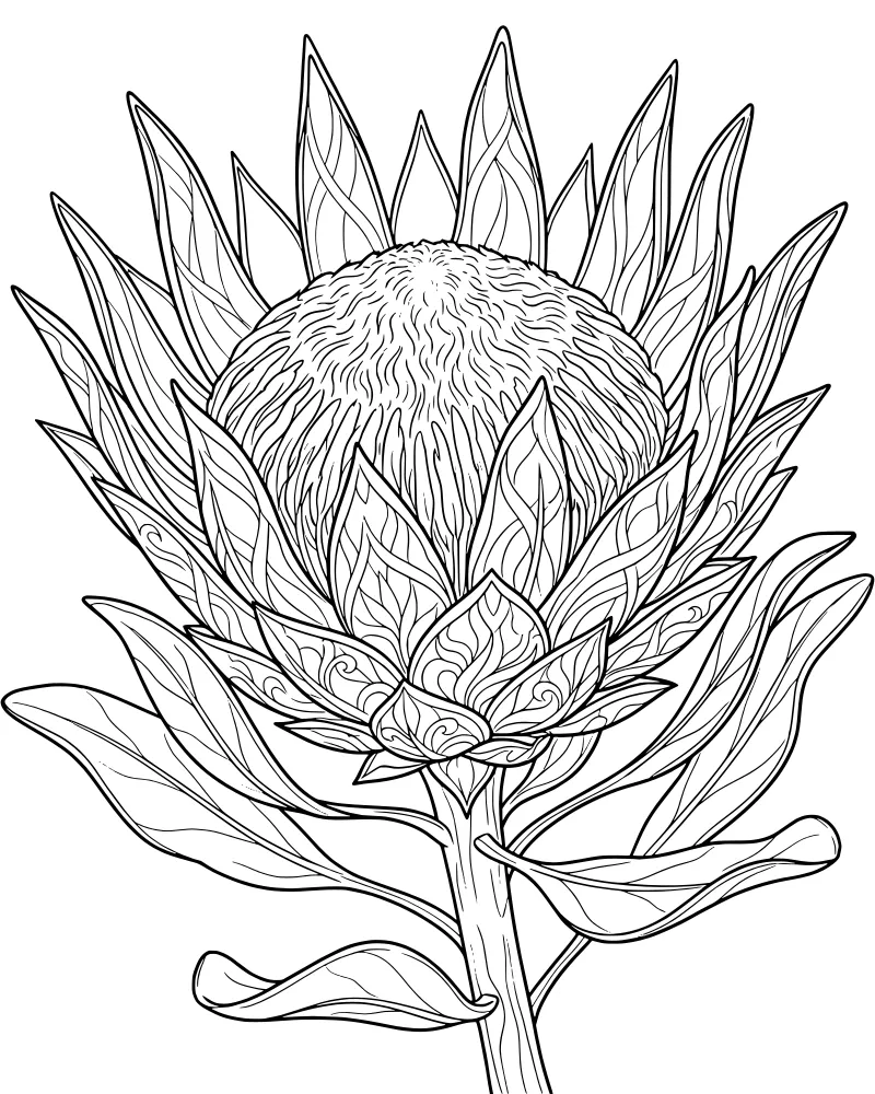 A detailed close-up illustration of a King Protea flower with many pointed petals, large leaves with visible veins, and a thick stem.
