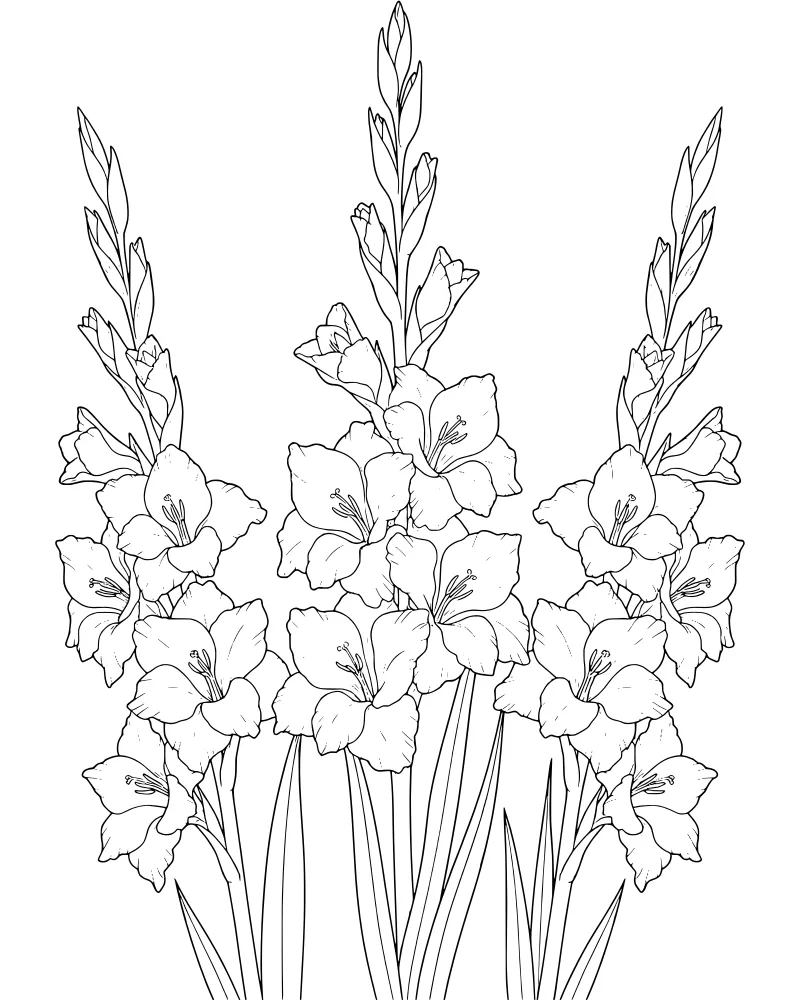A vertical drawing of gladiolus flowers with open petals, closed buds, and long sword-shaped leaves.