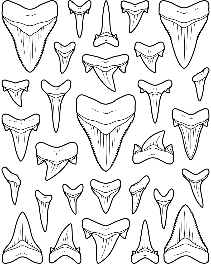 An educational illustration showing a variety of shark teeth, including a large Megalodon tooth and serrated Great White teeth, scattered on a plain surface.