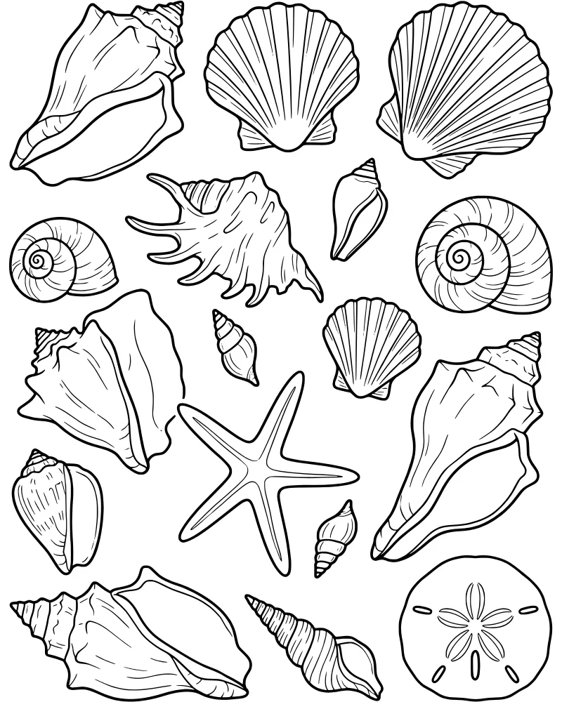 A collection of various cartoon-style seashells, a starfish, and a sand dollar scattered on a plain background for coloring.
